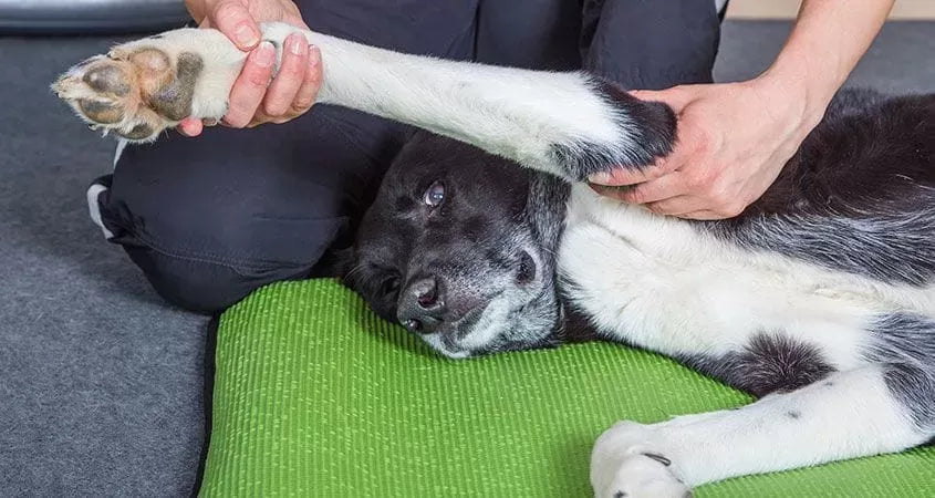 Do Dogs Like Massages