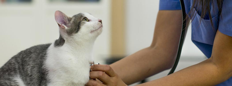 Food Allergies in Cats: Spot the Dietary Culprit 