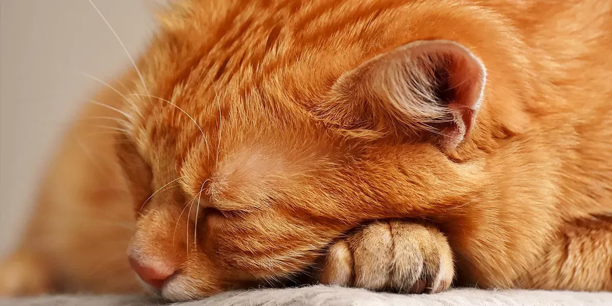 Anemia in Cats: Causes, Symptoms, Diagnosis, and Treatment