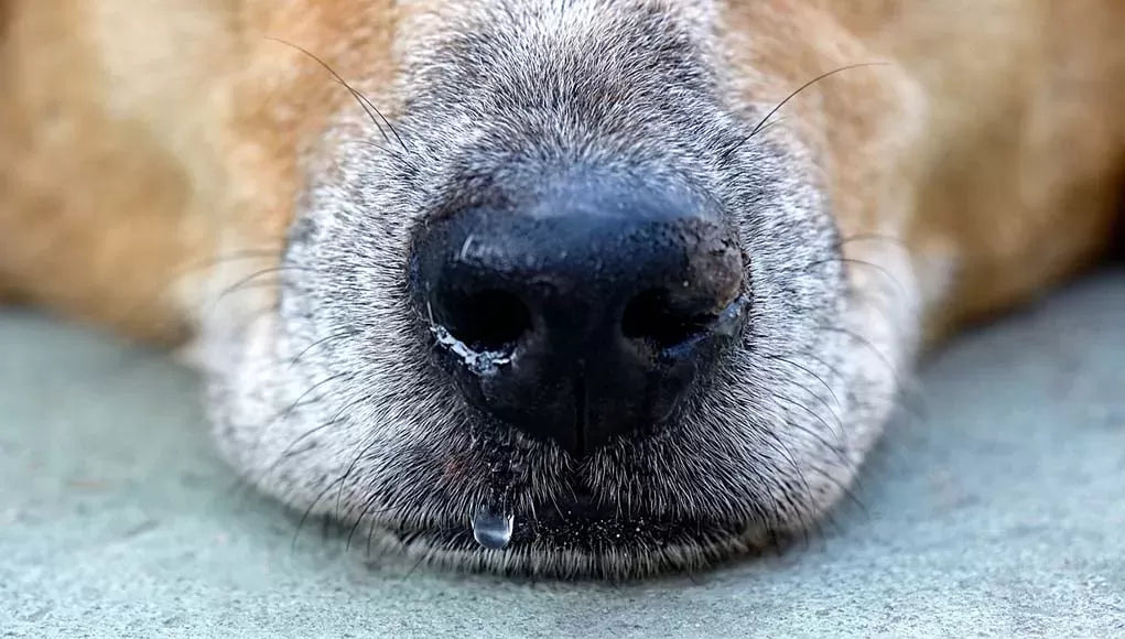 Why Is My Dog's Nose Running