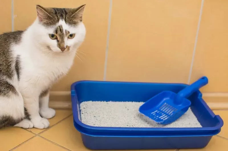 Megacolon in Cats