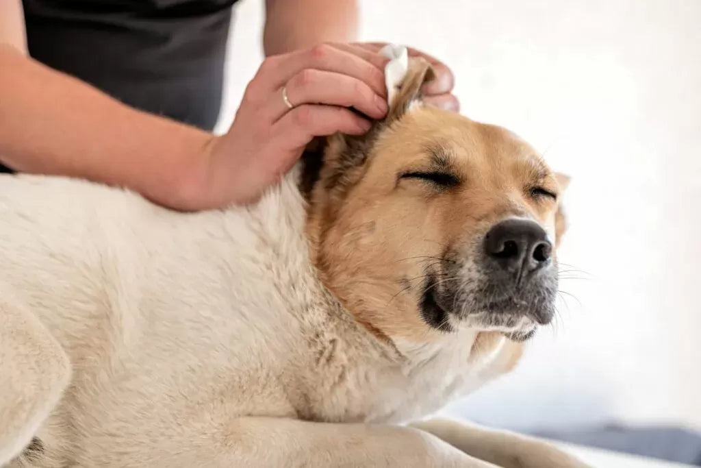 Understanding and Treating Dog Itchy Ears