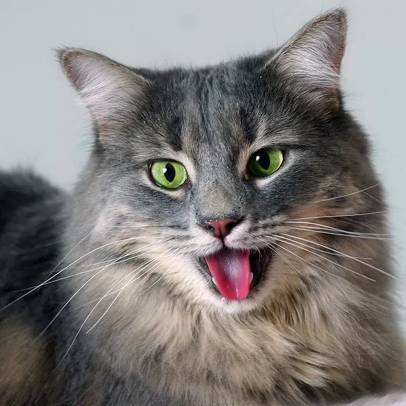 Pneumonia in Cats: Causes, Symptoms, Treatment, and Prevention