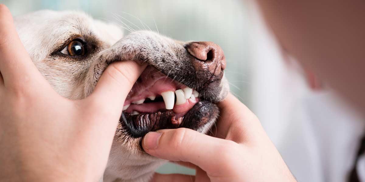 Bad Mouth Smell in Dogs