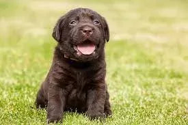 Roundworms in Dogs