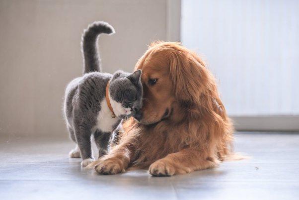 Do Cats Live Longer Than Dogs