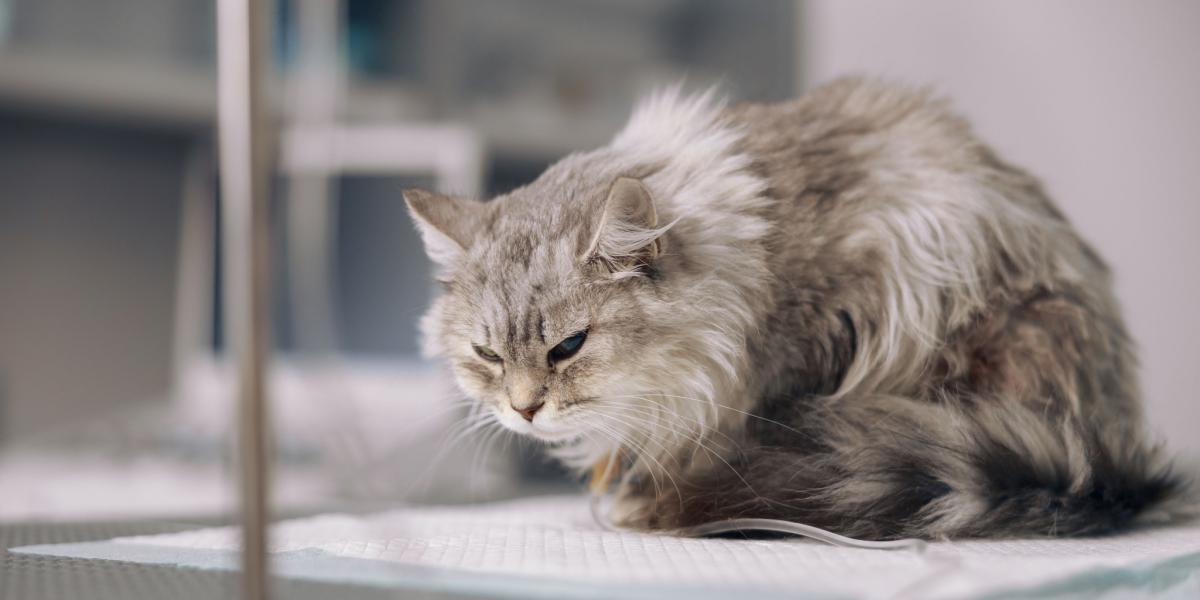 How Long Does Gabapentin Last in Cats