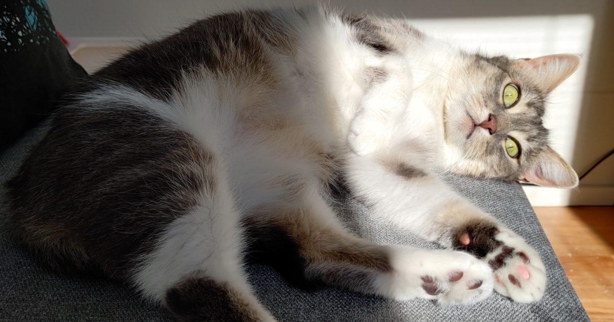 Feline Subtotal Colectomy​