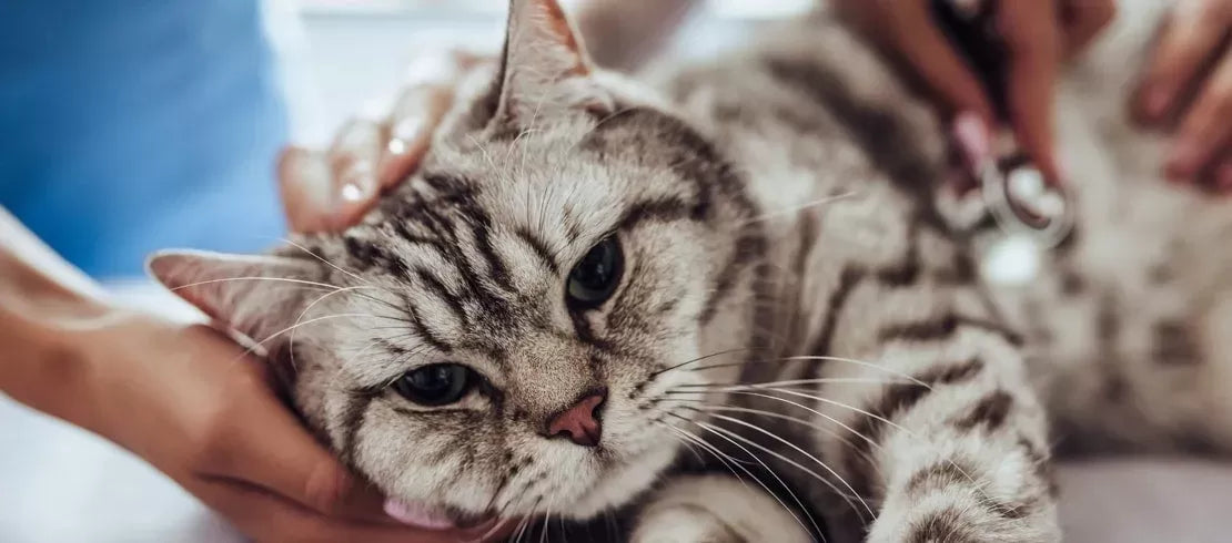 Do Cats Need Heartworm Prevention