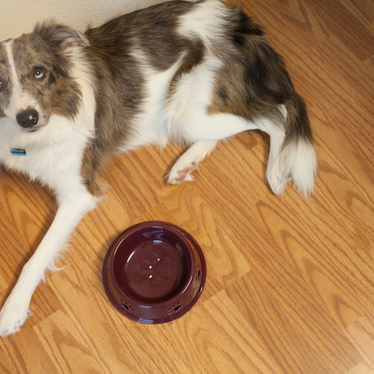 Can Dogs Have Dextrose