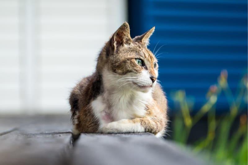 Kittens Born with Feline Leukemia: What You Need to Know