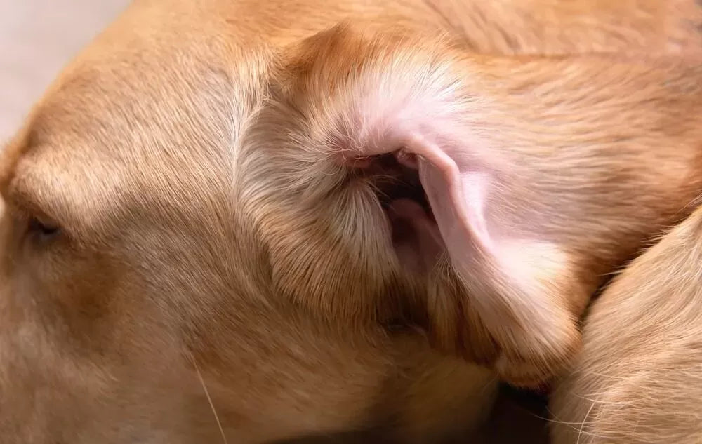 Coconut Oil for Yeast Infection in Dog Ears: A Natural Solution