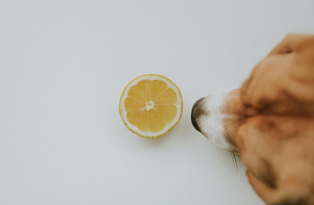 Can Dogs Eat Lemons