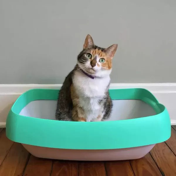 Why Does Cat Poop Smell So Bad
