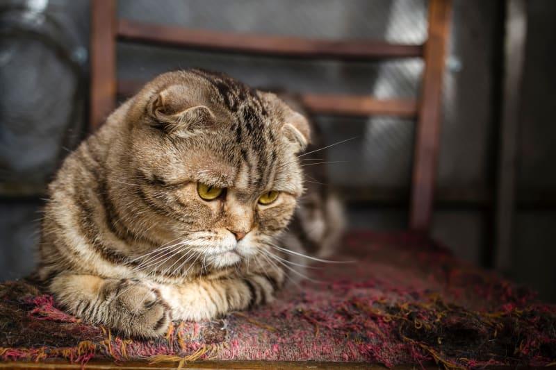 Signs Your Cat Is Dying of Thyroid Disease