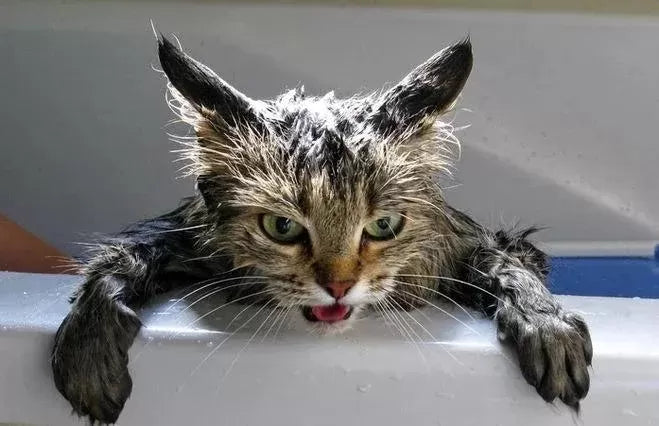 Can You Wash An Unvaccinated Cat​