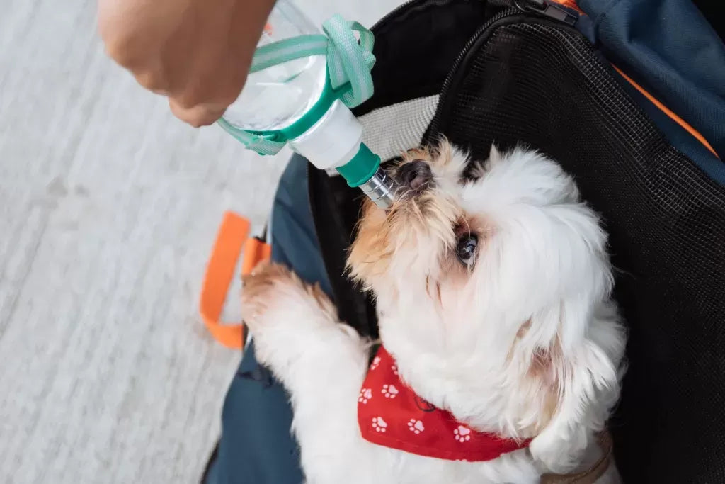 When Can Puppies Drink Water