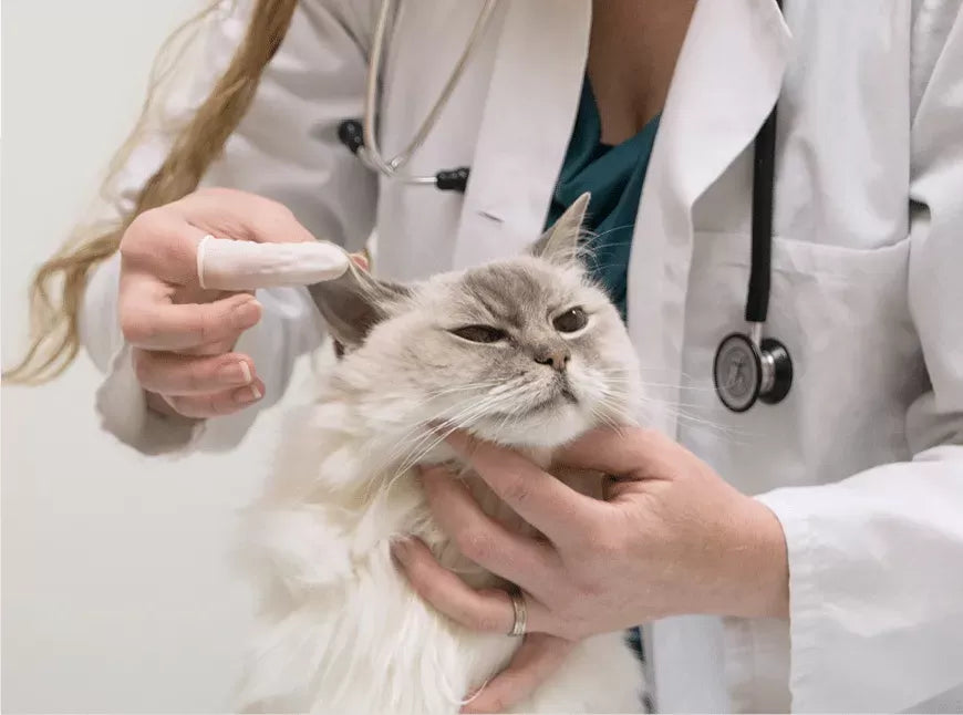 Triaditis In Cats