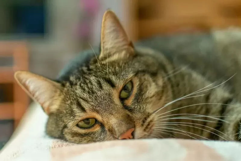 Cat Bladder Infection