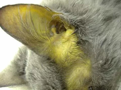 Jaundice in Cats
