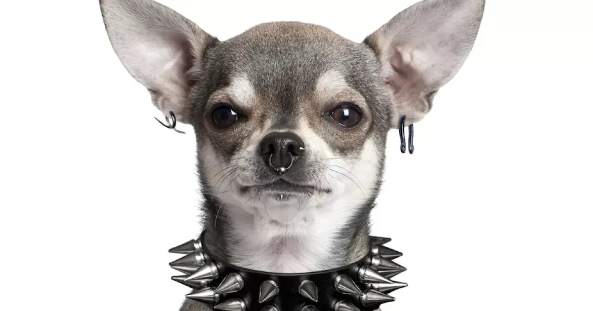 The Controversy of Dog Ear Piercing: Ethical Considerations and Responsible Pet Ownership