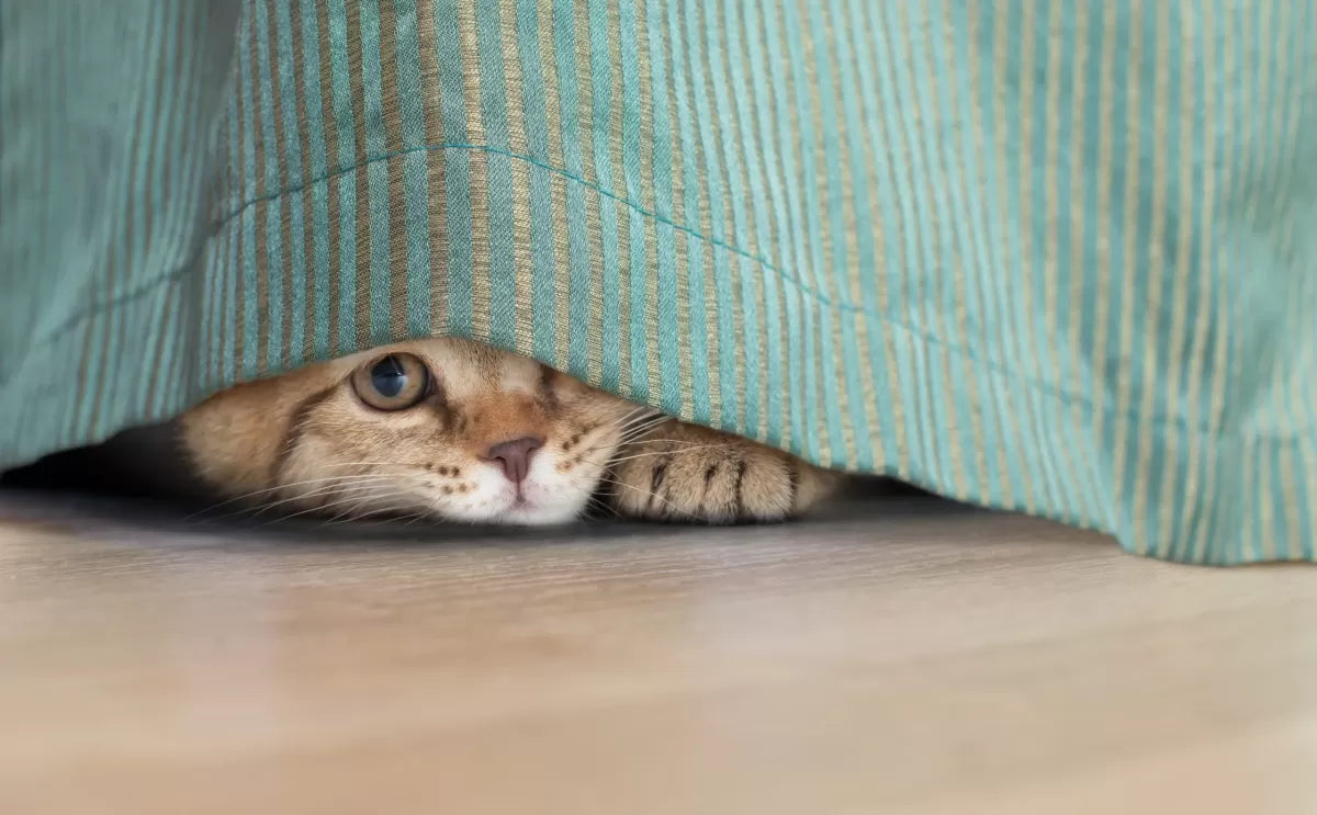 Why Is My Cat Hiding