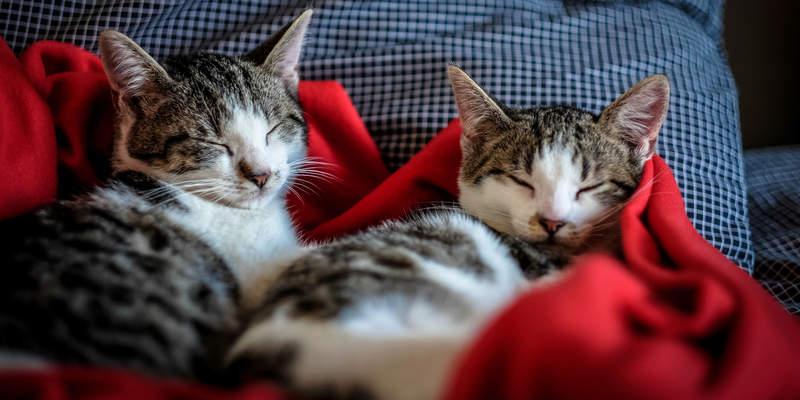 Cosequin for Cats: A Comprehensive Guide