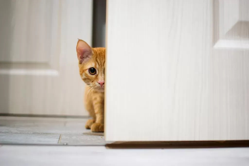 Why Does My Cat Keep Trying to Escape