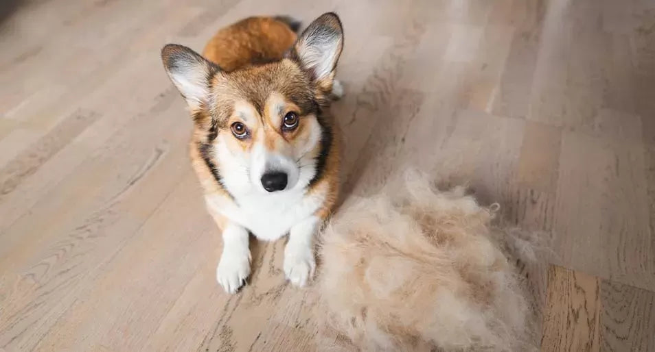 Can Dogs Get Hairballs