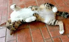Do Cats Fart
