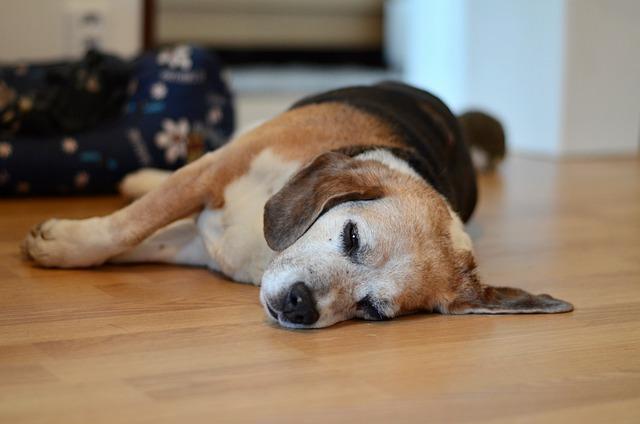 Ataxia in Dogs