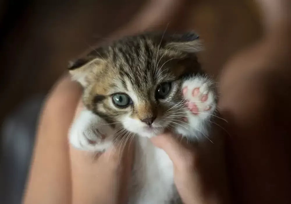 Do Cats Lose Baby Teeth