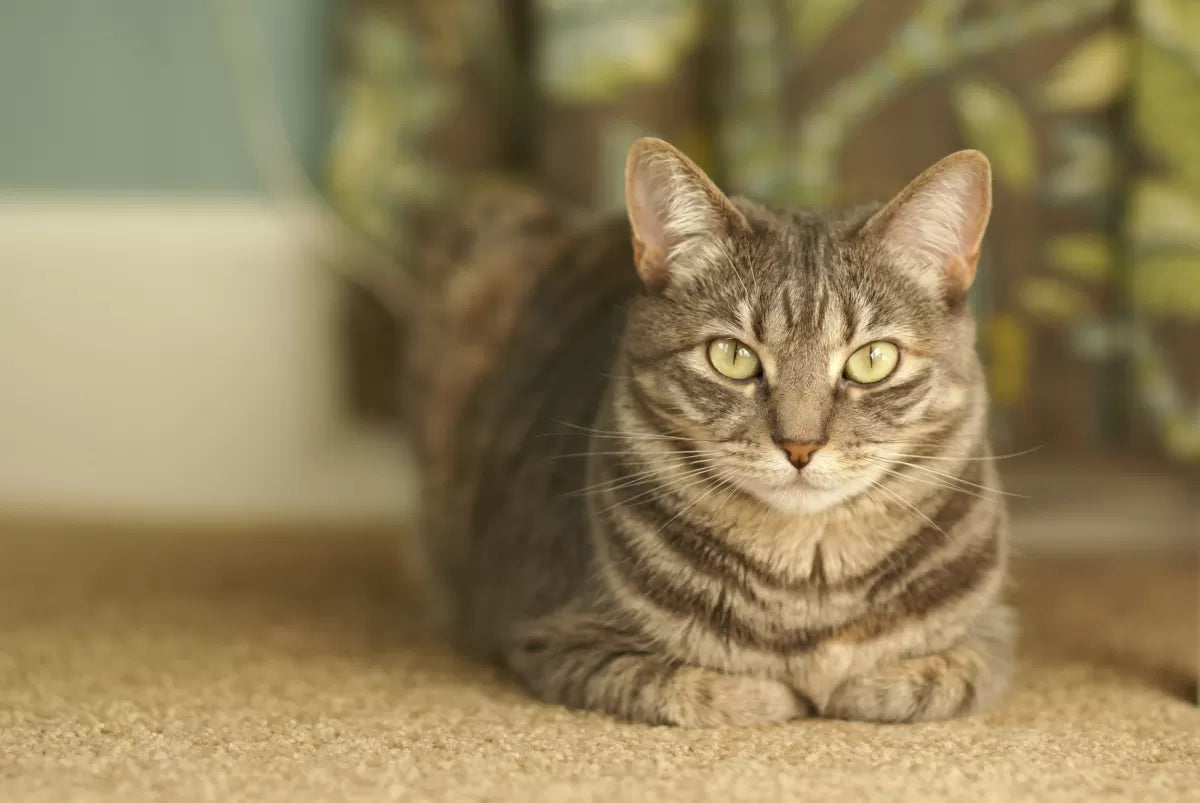 Cat Dehydration Symptoms