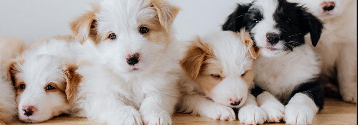 Dog Breeds with The Longest Lifespan