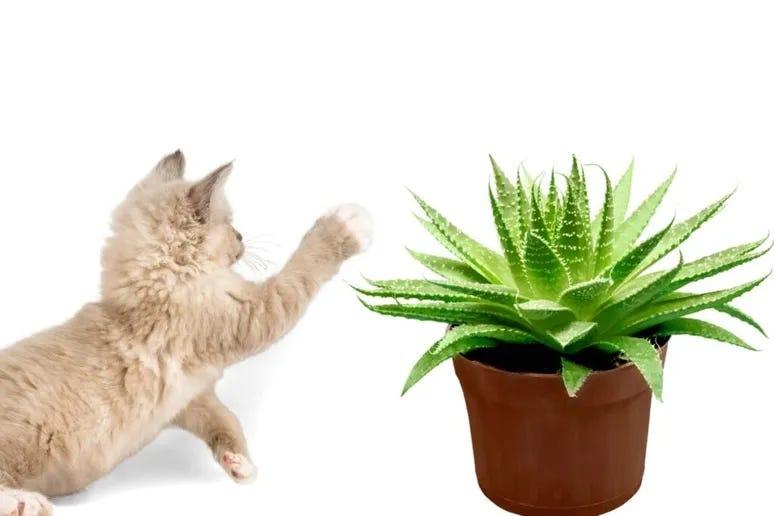 Is Aloe Toxic to Cats