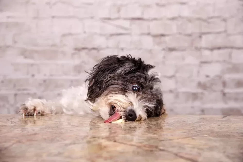 Unveiling the Culprits: Toxins that Can Cause Seizures in Dogs