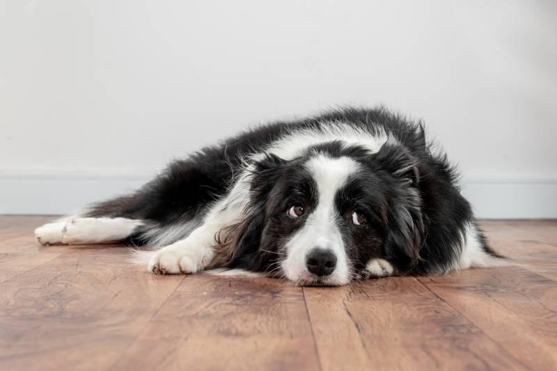 Signs Your Dog Feels Neglected