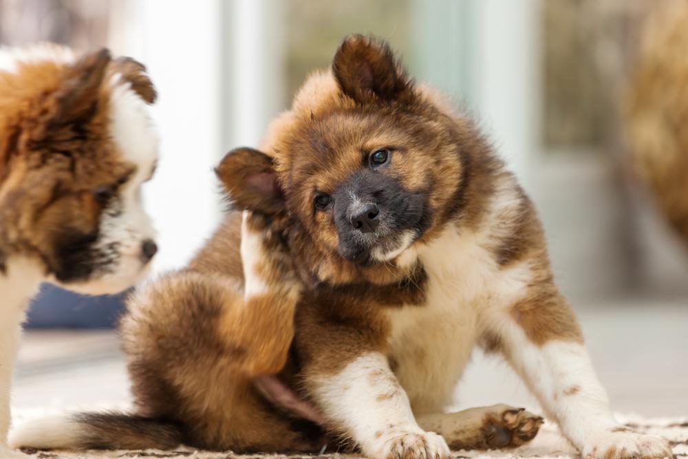 Bacterial Dermatitis in Dogs