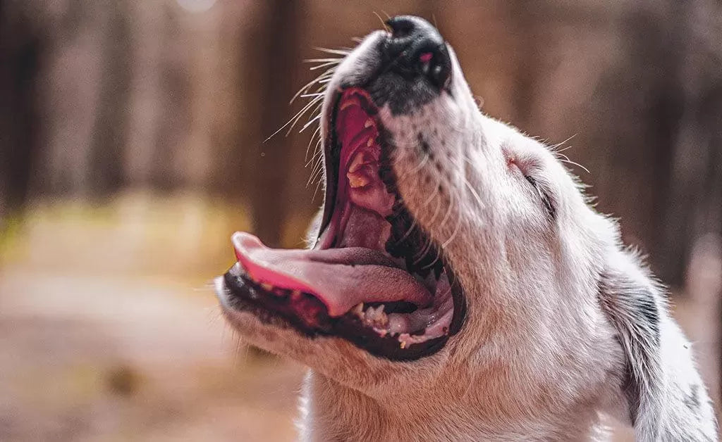 Dealing with Fishy Odor in Female Dogs: Causes and Remedies