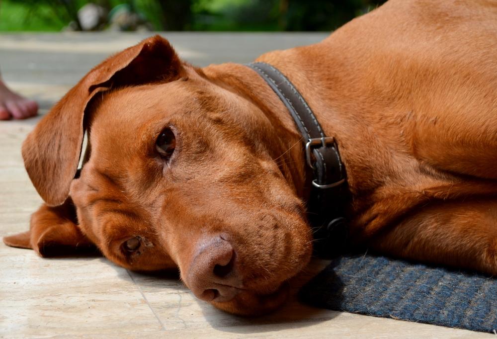 Can I Give My Dog Tylenol? A Comprehensive Guide for Pet Owners