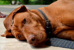 Can I Give My Dog Tylenol? A Comprehensive Guide for Pet Owners