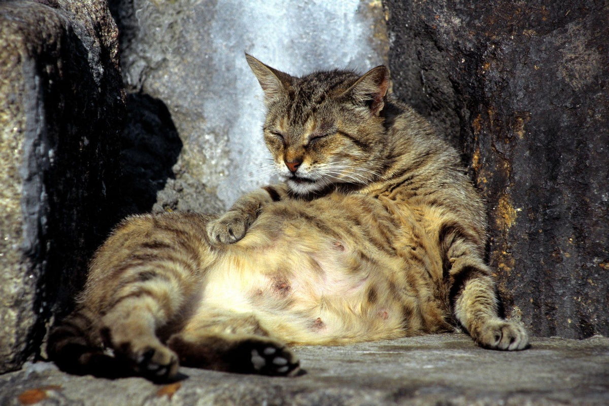 Understanding the Pregnancy Cycle of Cats: A Comprehensive Guide