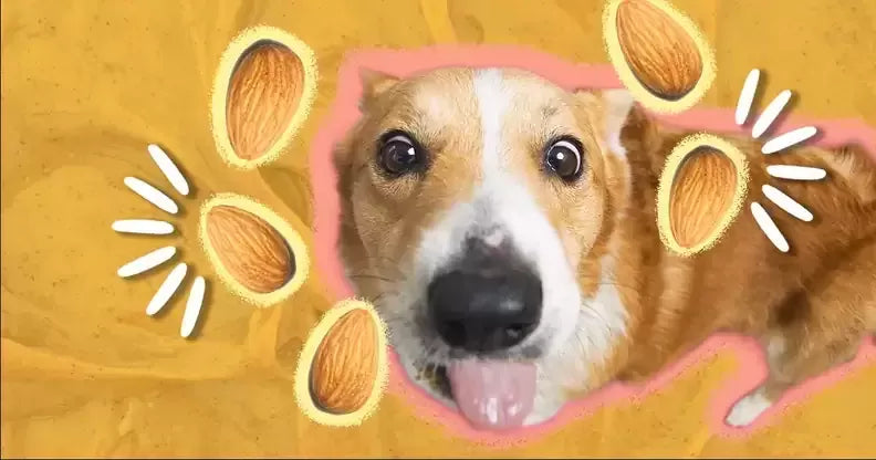 Can Dogs Eat Almond Butter?
