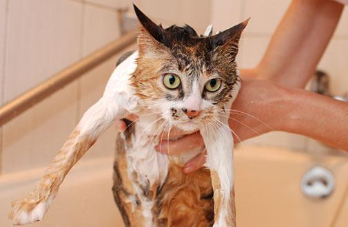 Understanding Why Your Cat Shakes After a Bath
