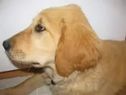 Occiput in Dogs: Causes and Treatment for Occipital Issues