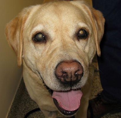 Macular Degeneration in Dogs: Causes, Symptoms, Treatment, and Prevention