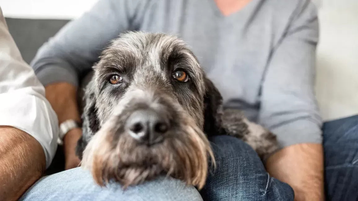 Can Dogs Catch the Flu from Humans​