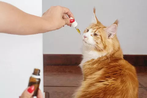 Coconut Oil in Food:  Is It An Allergen for Cats