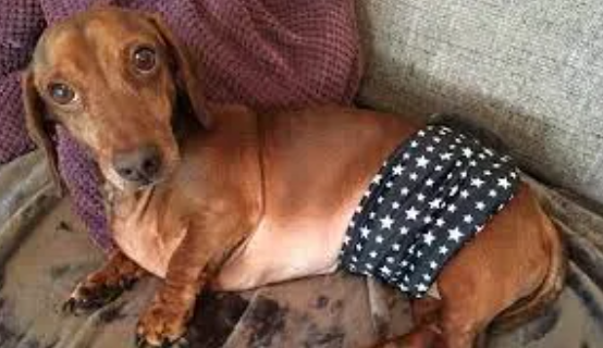 IVDD in Dogs