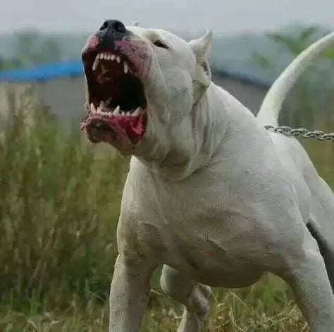 Dogo Argentino Bite Force